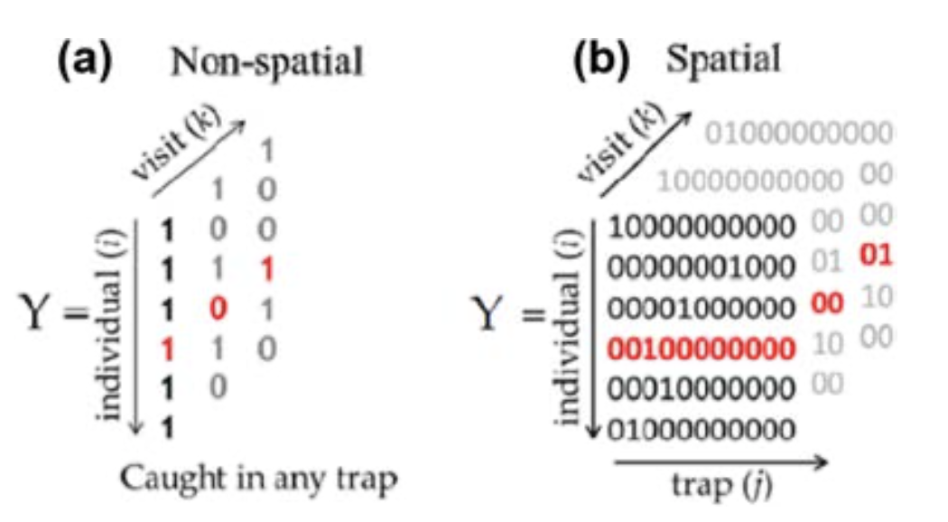 Non-spatial encounter history data vs. spatial encounter history data [@Royle.2018z84].